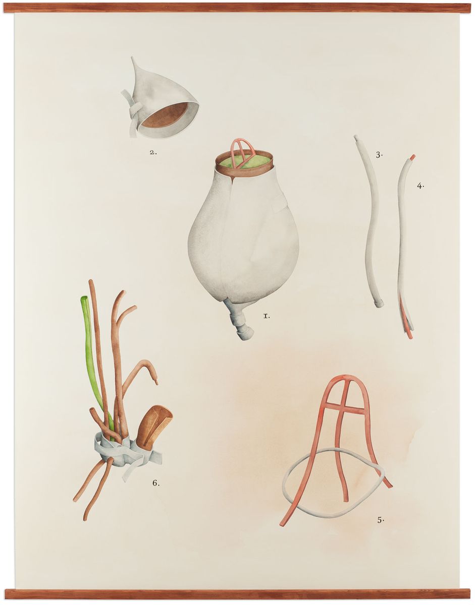 Cucurbitoides cassidea (Aeriaceae), 2011, aguarela sobre papel, 138x105 cm.