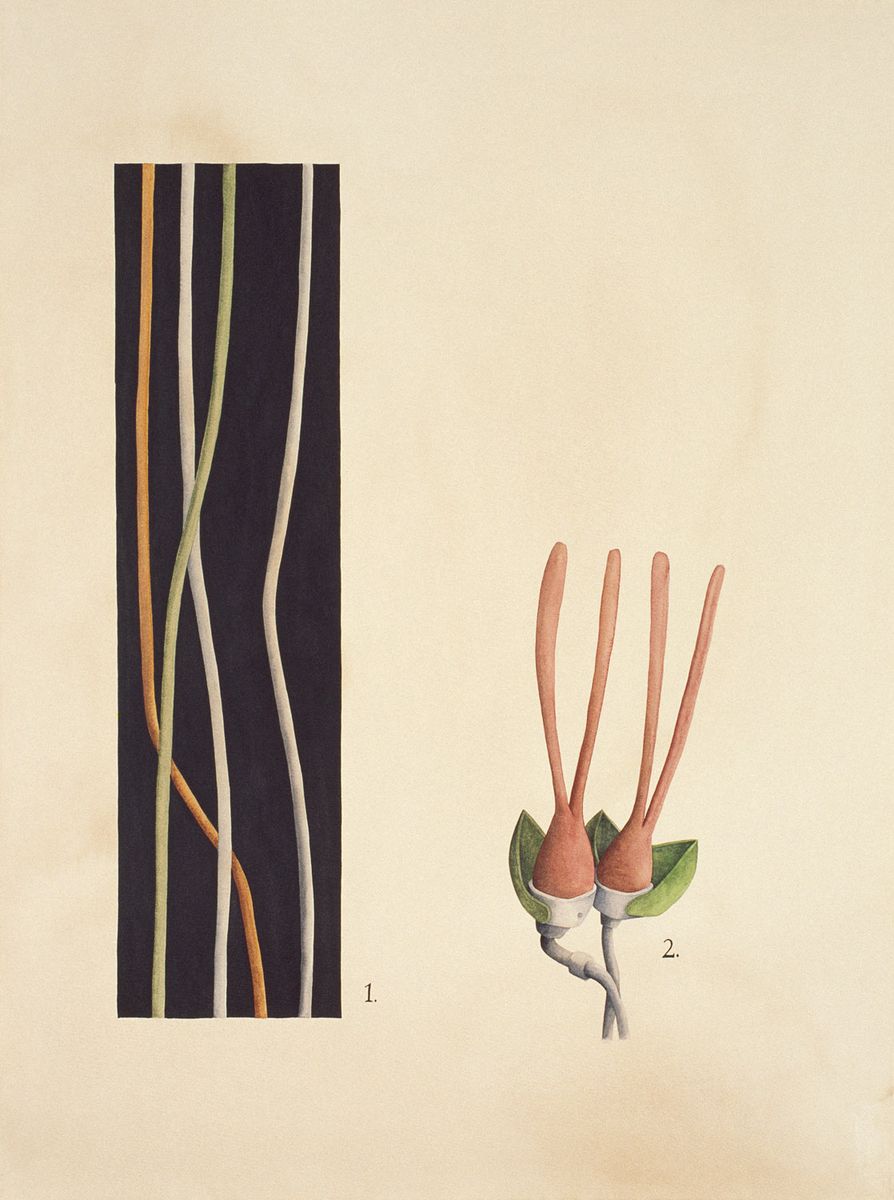Dubitatio binata (Thecaceae), 2011, aguarela e tinta sumi sobre papel, 76x56 cm.