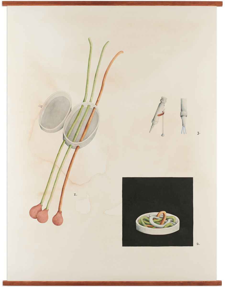 Theoria tubiforme e Theoria melanopicta (Tubulaceae), 2011, aguarela sobre papel, 138x105 cm.