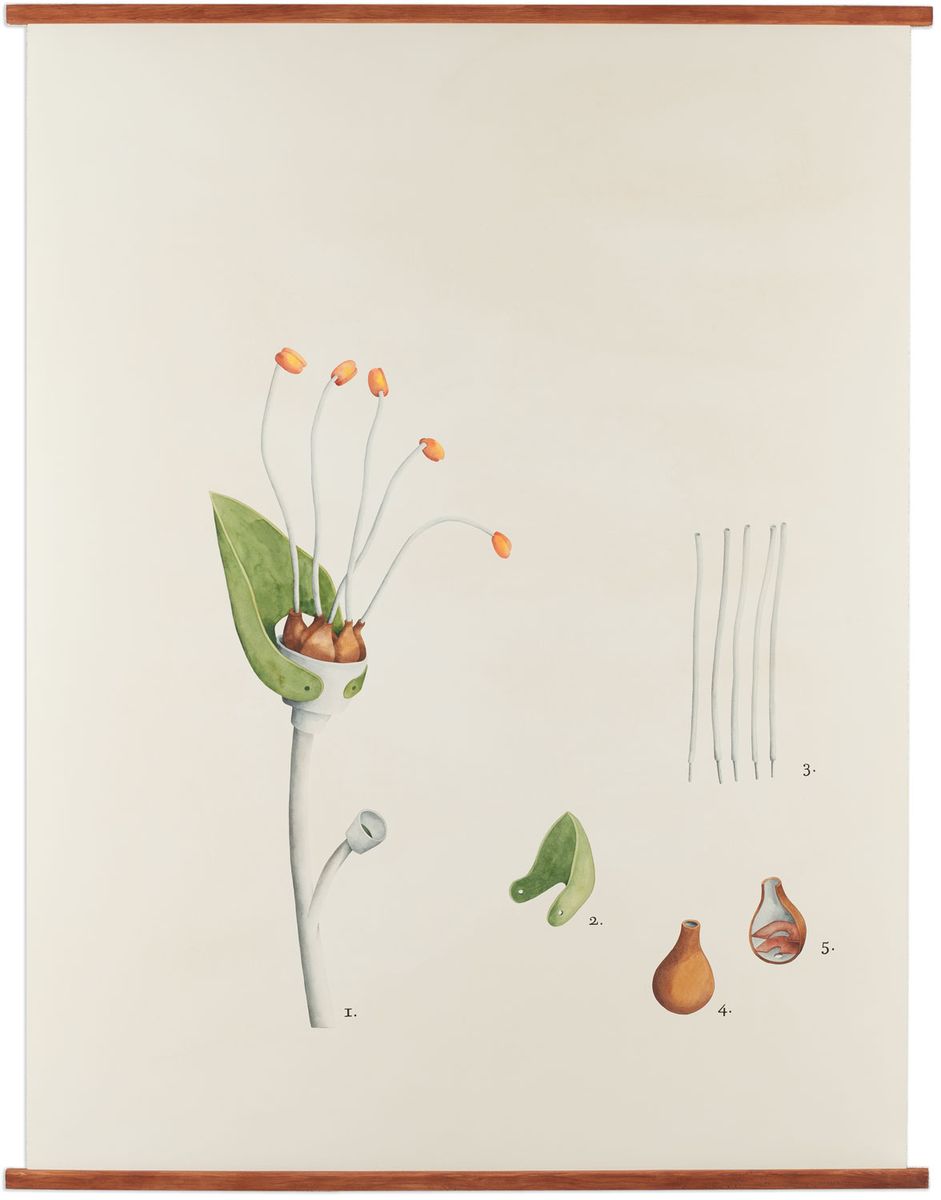 Machinamentum unifolium (Tubulaceae), 2011, aguarela sobre papel, 138x105 cm.